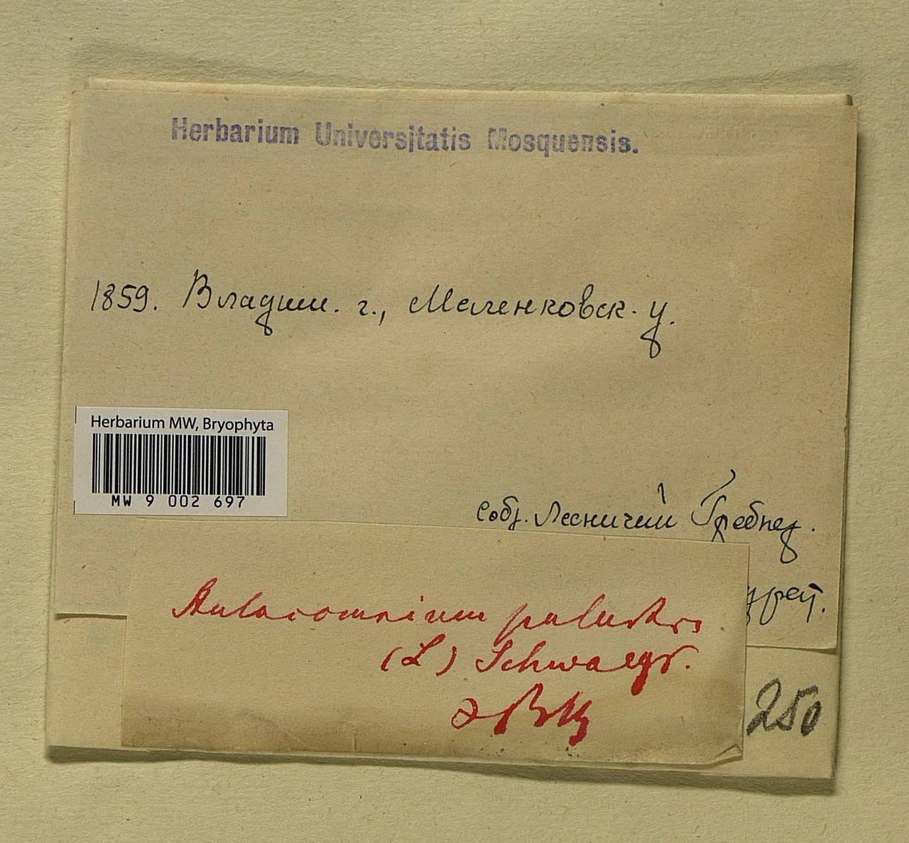 Aulacomnium palustre (Hedw.) Schwägr., Bryophytes, Bryophytes - Middle Russia (B6) (Russia)