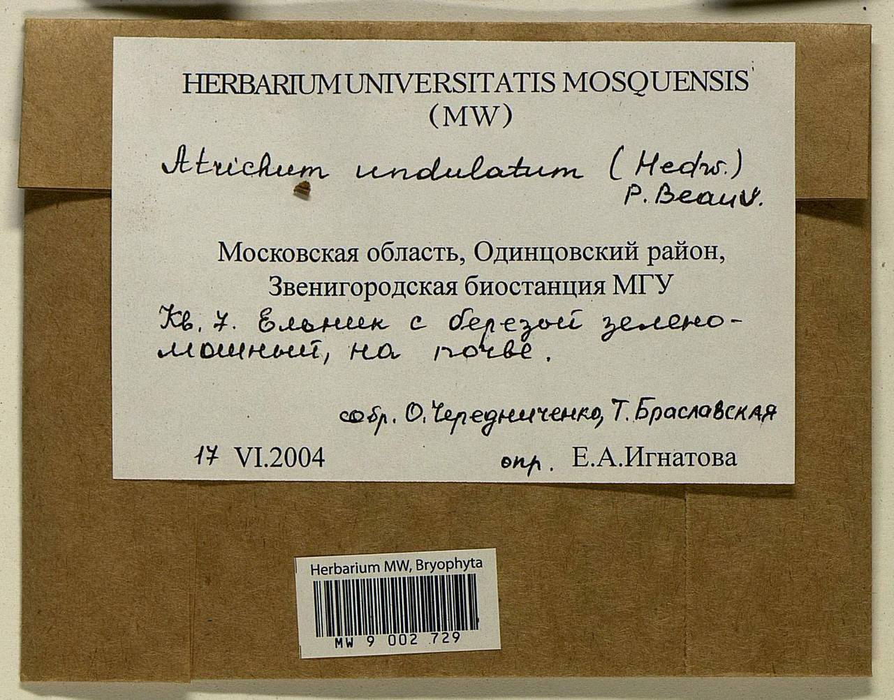 Atrichum undulatum (Hedw.) P. Beauv., Bryophytes, Bryophytes - Moscow City & Moscow Oblast (B6a) (Russia)