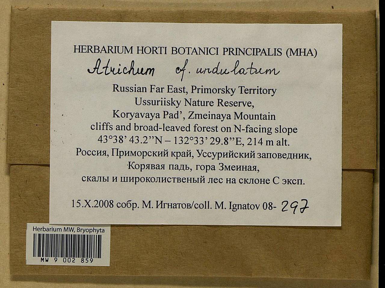 Atrichum undulatum (Hedw.) P. Beauv., Bryophytes, Bryophytes - Russian Far East (excl. Chukotka & Kamchatka) (B20) (Russia)