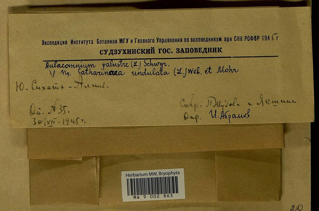 Atrichum undulatum (Hedw.) P. Beauv., Bryophytes, Bryophytes - Russian Far East (excl. Chukotka & Kamchatka) (B20) (Russia)