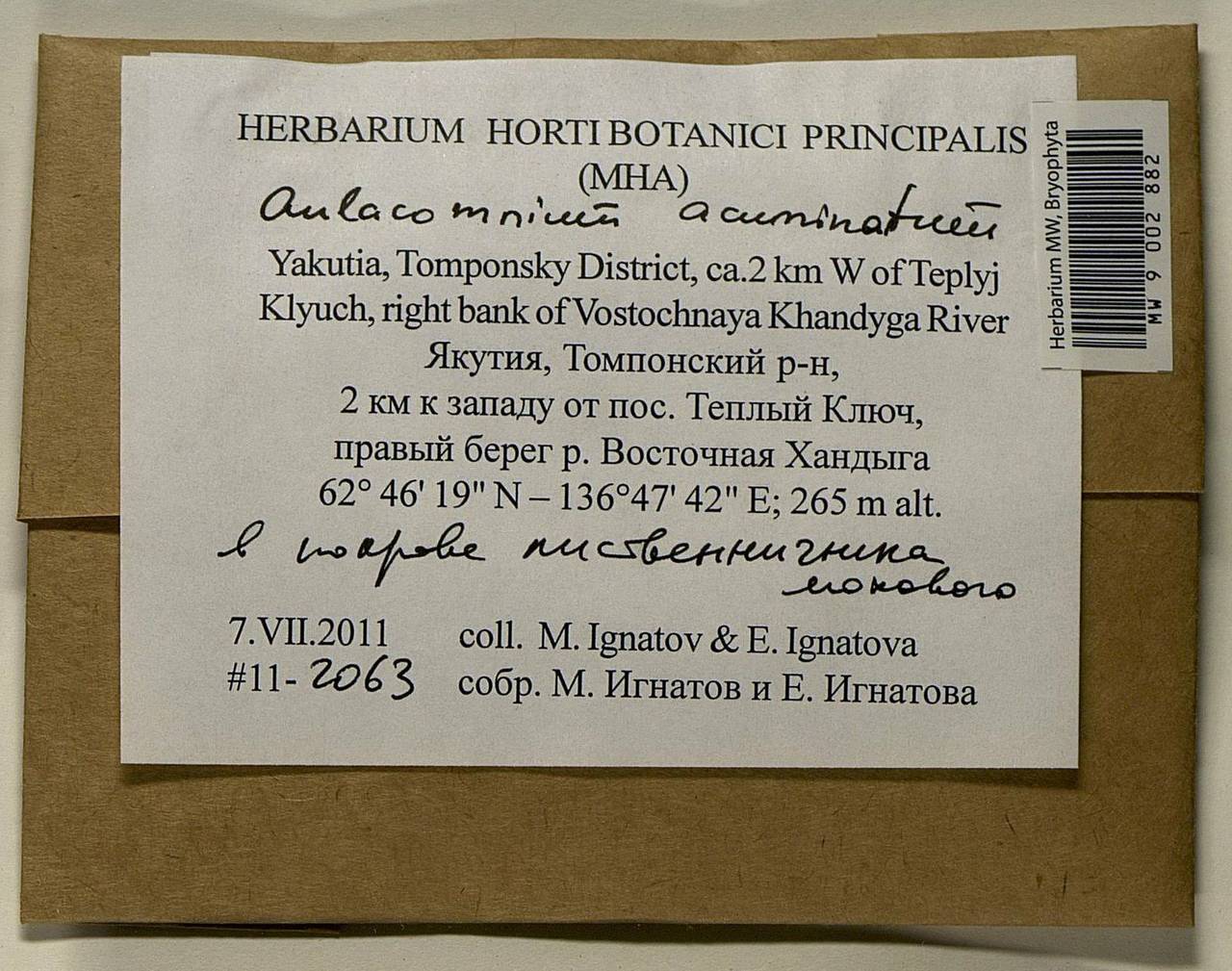 Aulacomnium acuminatum (Lindb. & Arnell) Kindb., Bryophytes, Bryophytes - Yakutia (B19) (Russia)