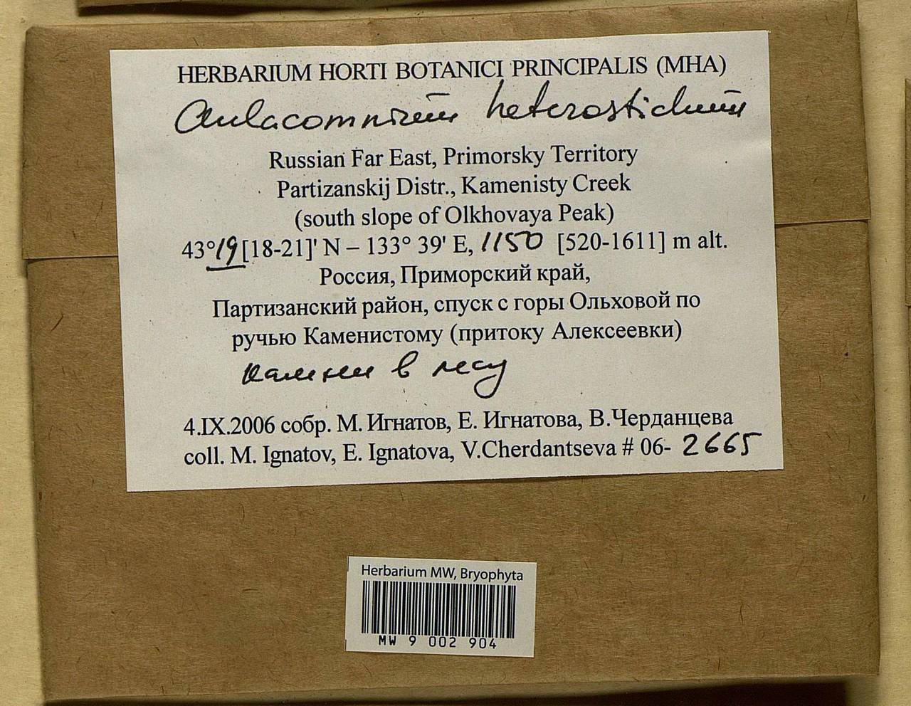 Aulacomnium heterostichum (Hedw.) Bruch & Schimp., Bryophytes, Bryophytes - Russian Far East (excl. Chukotka & Kamchatka) (B20) (Russia)