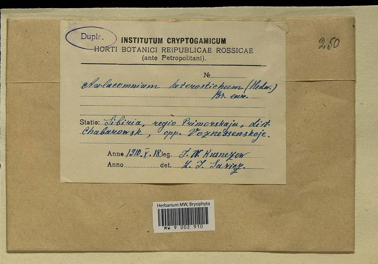 Aulacomnium heterostichum (Hedw.) Bruch & Schimp., Bryophytes, Bryophytes - Russian Far East (excl. Chukotka & Kamchatka) (B20) (Russia)