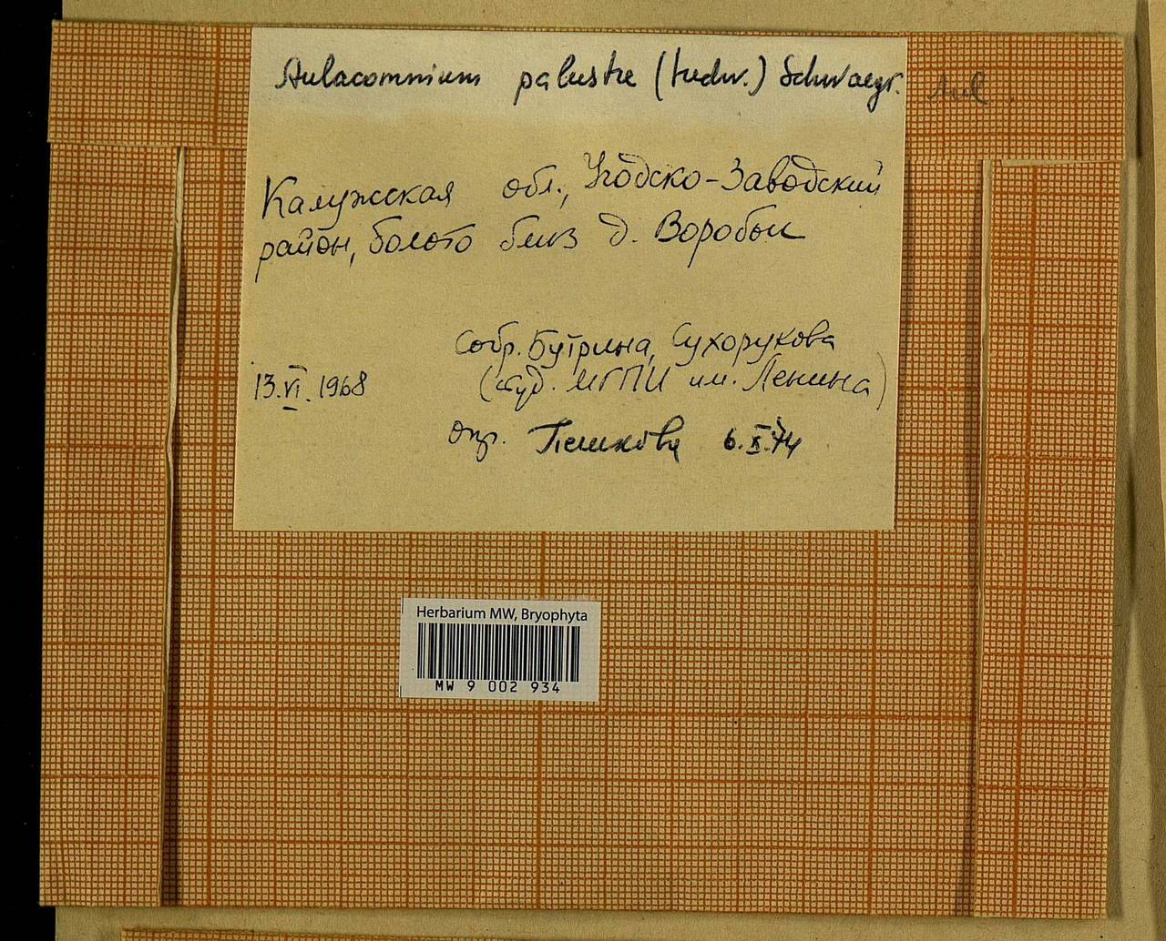 Aulacomnium palustre (Hedw.) Schwägr., Bryophytes, Bryophytes - Middle Russia (B6) (Russia)