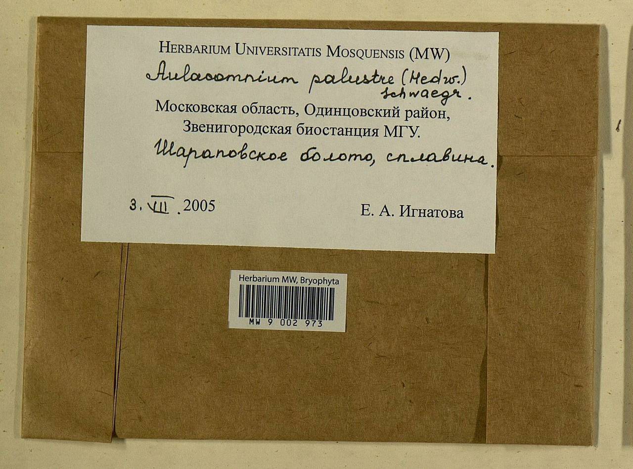 Aulacomnium palustre (Hedw.) Schwägr., Bryophytes, Bryophytes - Moscow City & Moscow Oblast (B6a) (Russia)
