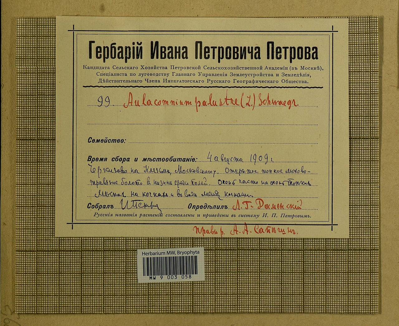 Aulacomnium palustre (Hedw.) Schwägr., Bryophytes, Bryophytes - Moscow City & Moscow Oblast (B6a) (Russia)