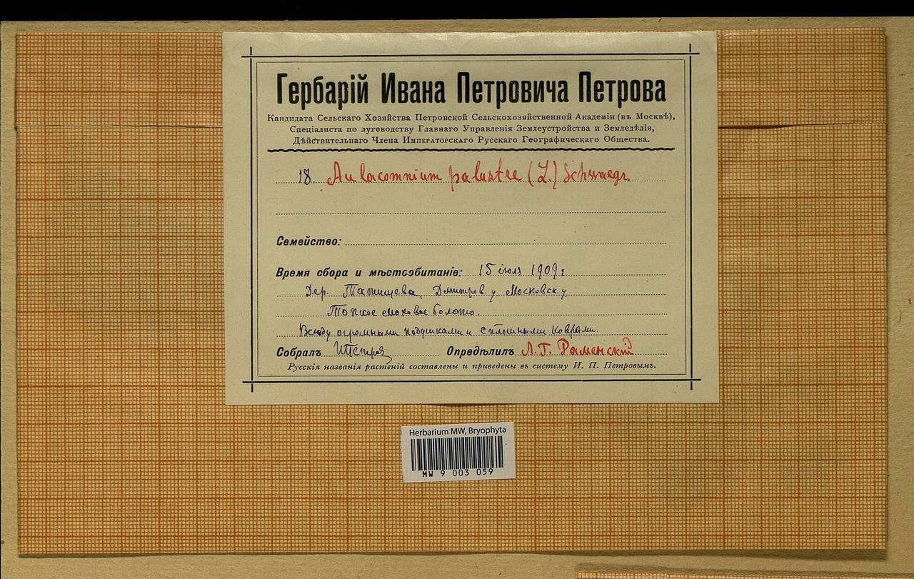 Aulacomnium palustre (Hedw.) Schwägr., Bryophytes, Bryophytes - Moscow City & Moscow Oblast (B6a) (Russia)