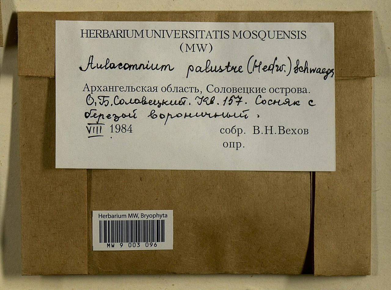 Aulacomnium palustre (Hedw.) Schwägr., Bryophytes, Bryophytes - European North East (B7) (Russia)