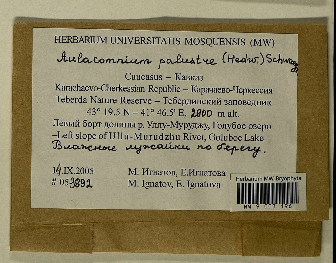 Aulacomnium palustre (Hedw.) Schwägr., Bryophytes, Bryophytes - North Caucasus & Ciscaucasia (B12) (Russia)