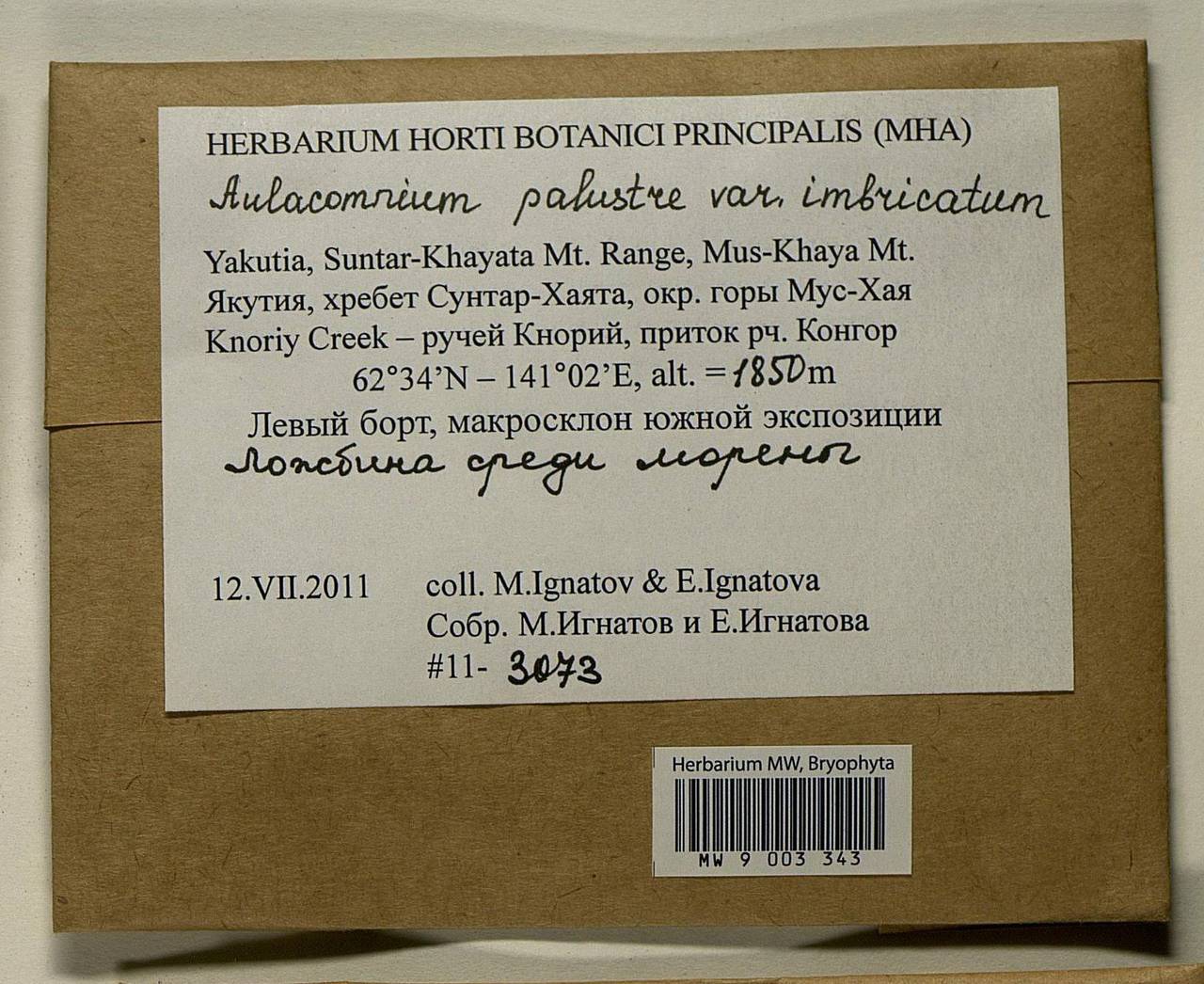 Aulacomnium palustre (Hedw.) Schwägr., Bryophytes, Bryophytes - Yakutia (B19) (Russia)