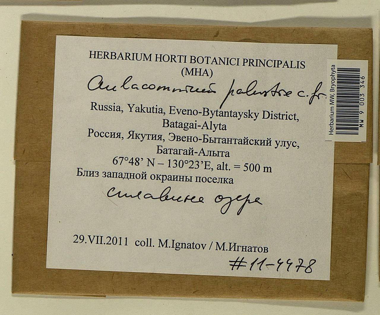 Aulacomnium palustre (Hedw.) Schwägr., Bryophytes, Bryophytes - Yakutia (B19) (Russia)