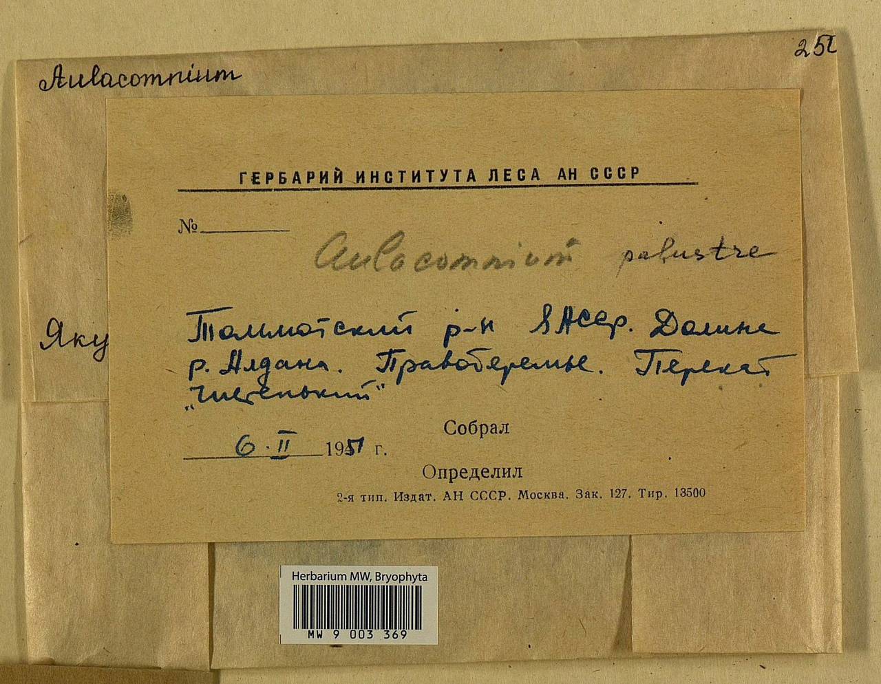 Aulacomnium palustre (Hedw.) Schwägr., Bryophytes, Bryophytes - Yakutia (B19) (Russia)