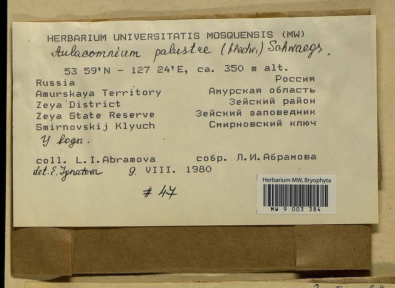 Aulacomnium palustre (Hedw.) Schwägr., Bryophytes, Bryophytes - Russian Far East (excl. Chukotka & Kamchatka) (B20) (Russia)