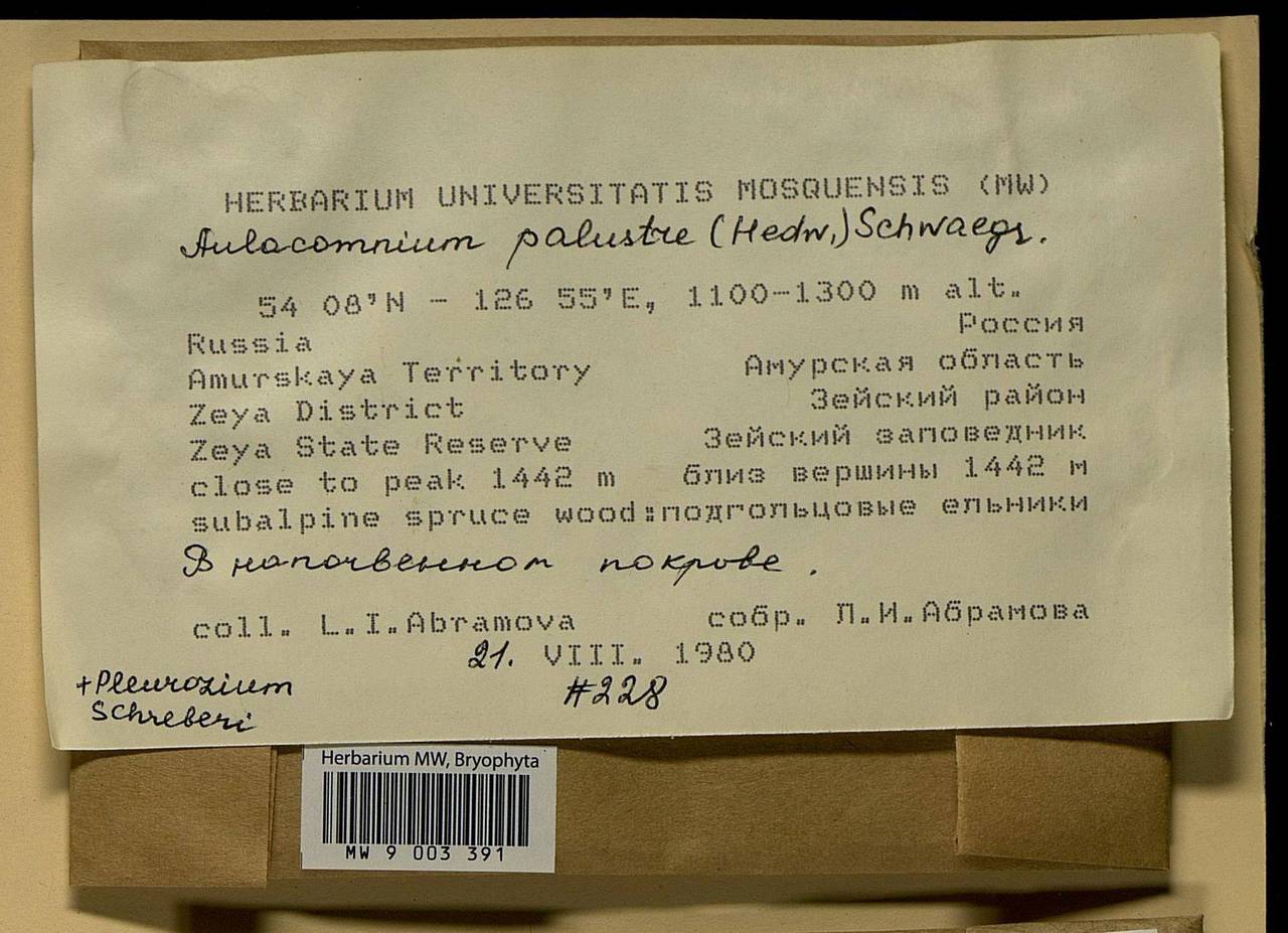 Aulacomnium palustre (Hedw.) Schwägr., Bryophytes, Bryophytes - Russian Far East (excl. Chukotka & Kamchatka) (B20) (Russia)