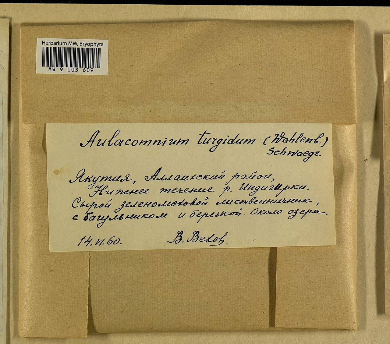 Aulacomnium turgidum (Wahlenb.) Schwägr., Bryophytes, Bryophytes - Yakutia (B19) (Russia)