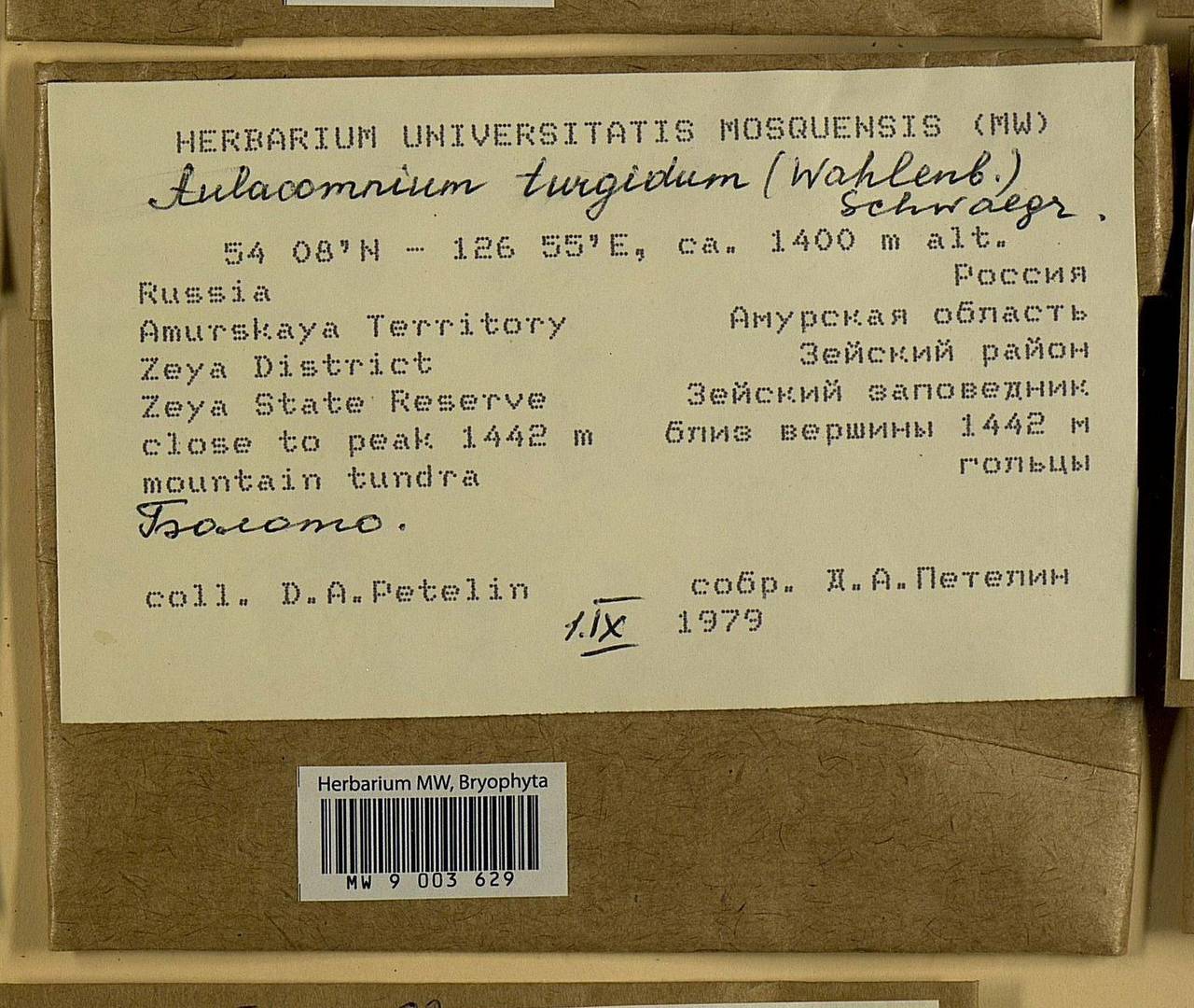 Aulacomnium turgidum (Wahlenb.) Schwägr., Bryophytes, Bryophytes - Russian Far East (excl. Chukotka & Kamchatka) (B20) (Russia)