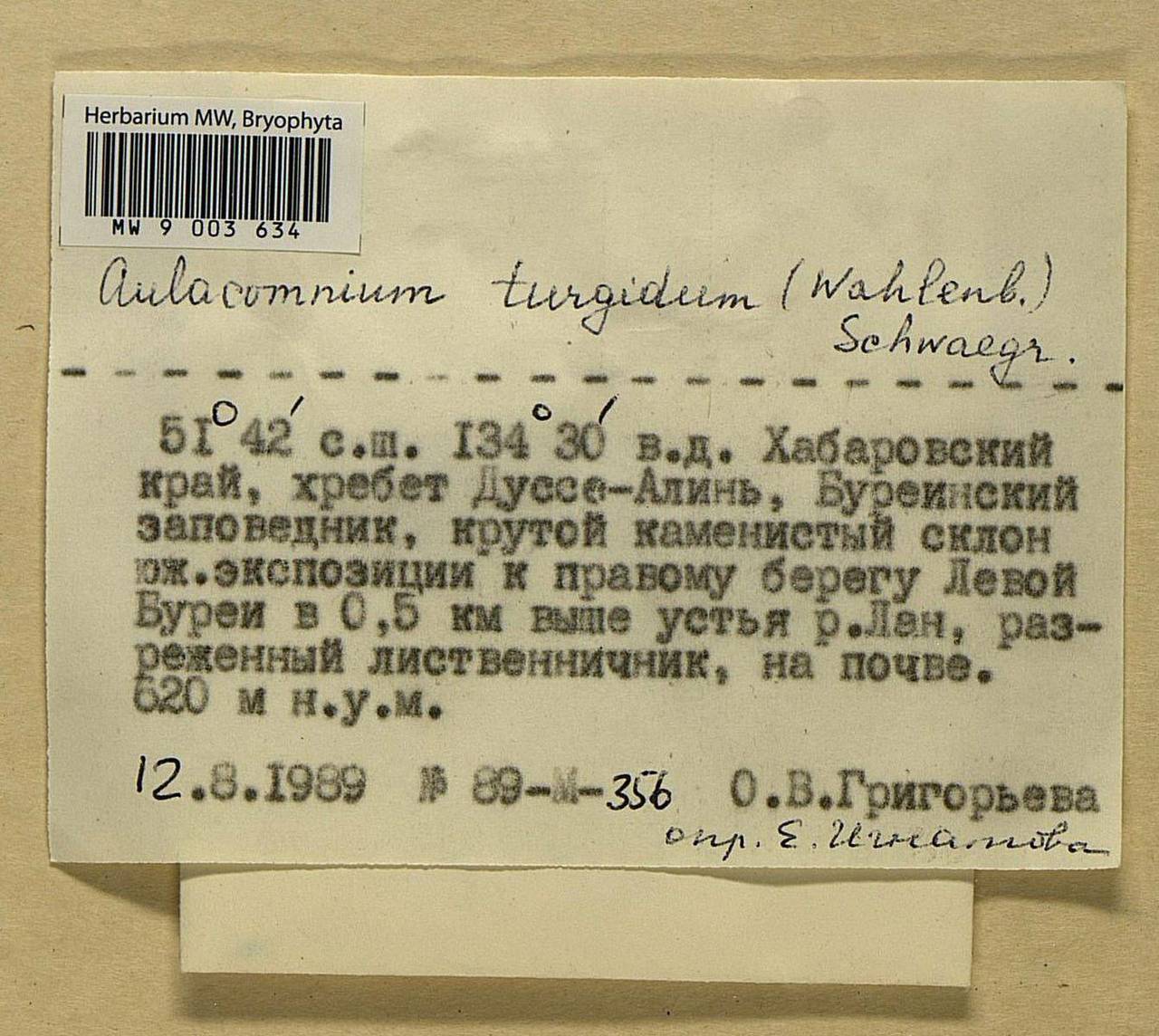 Aulacomnium turgidum (Wahlenb.) Schwägr., Bryophytes, Bryophytes - Russian Far East (excl. Chukotka & Kamchatka) (B20) (Russia)