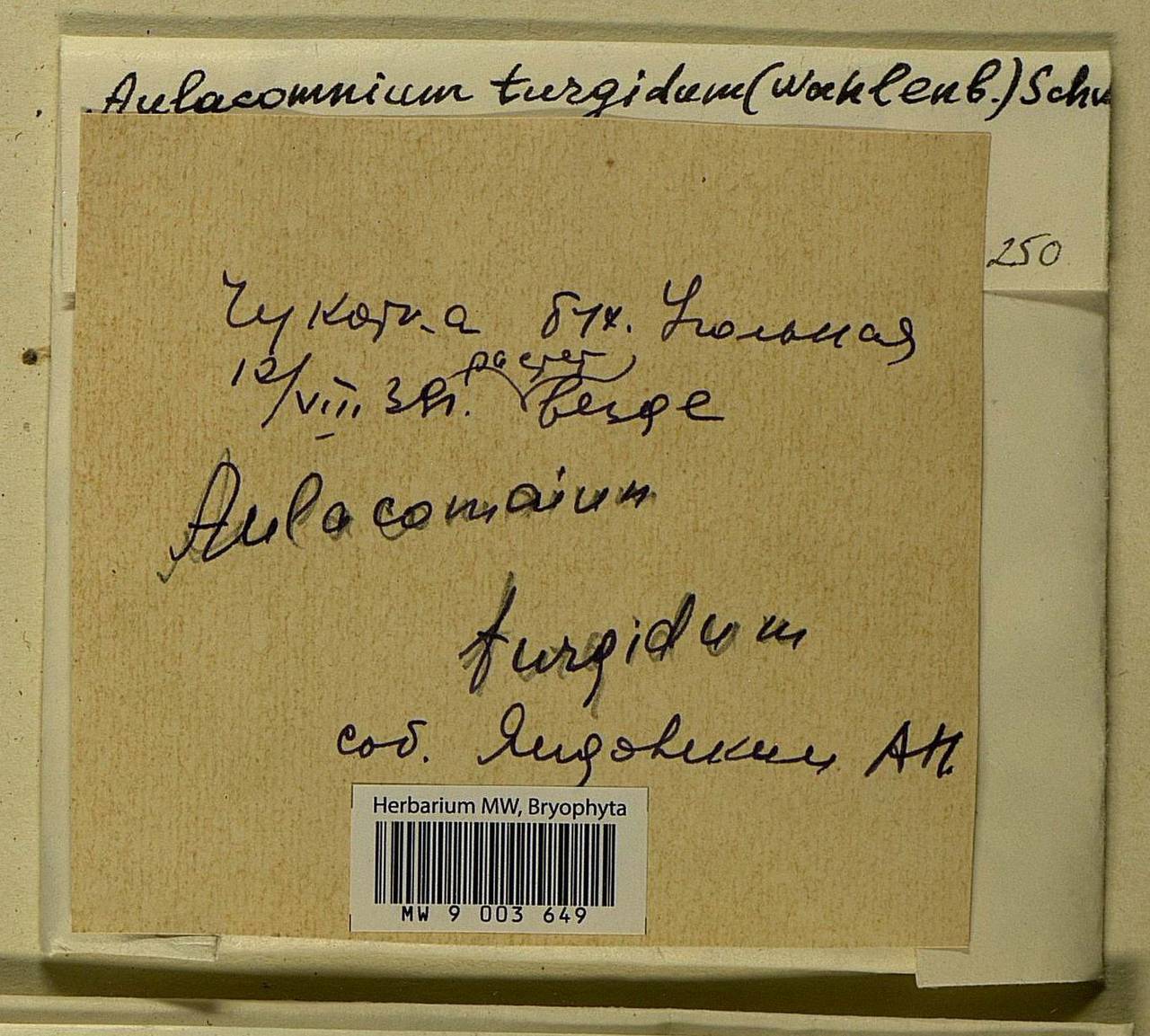 Aulacomnium turgidum (Wahlenb.) Schwägr., Bryophytes, Bryophytes - Chukotka & Kamchatka (B21) (Russia)