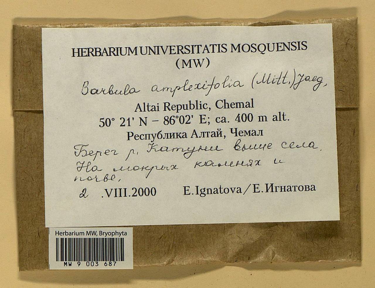 Hydrogonium amplexifolium (Mitt.) P.C. Chen, Bryophytes, Bryophytes - Western Siberia (including Altai) (B15) (Russia)