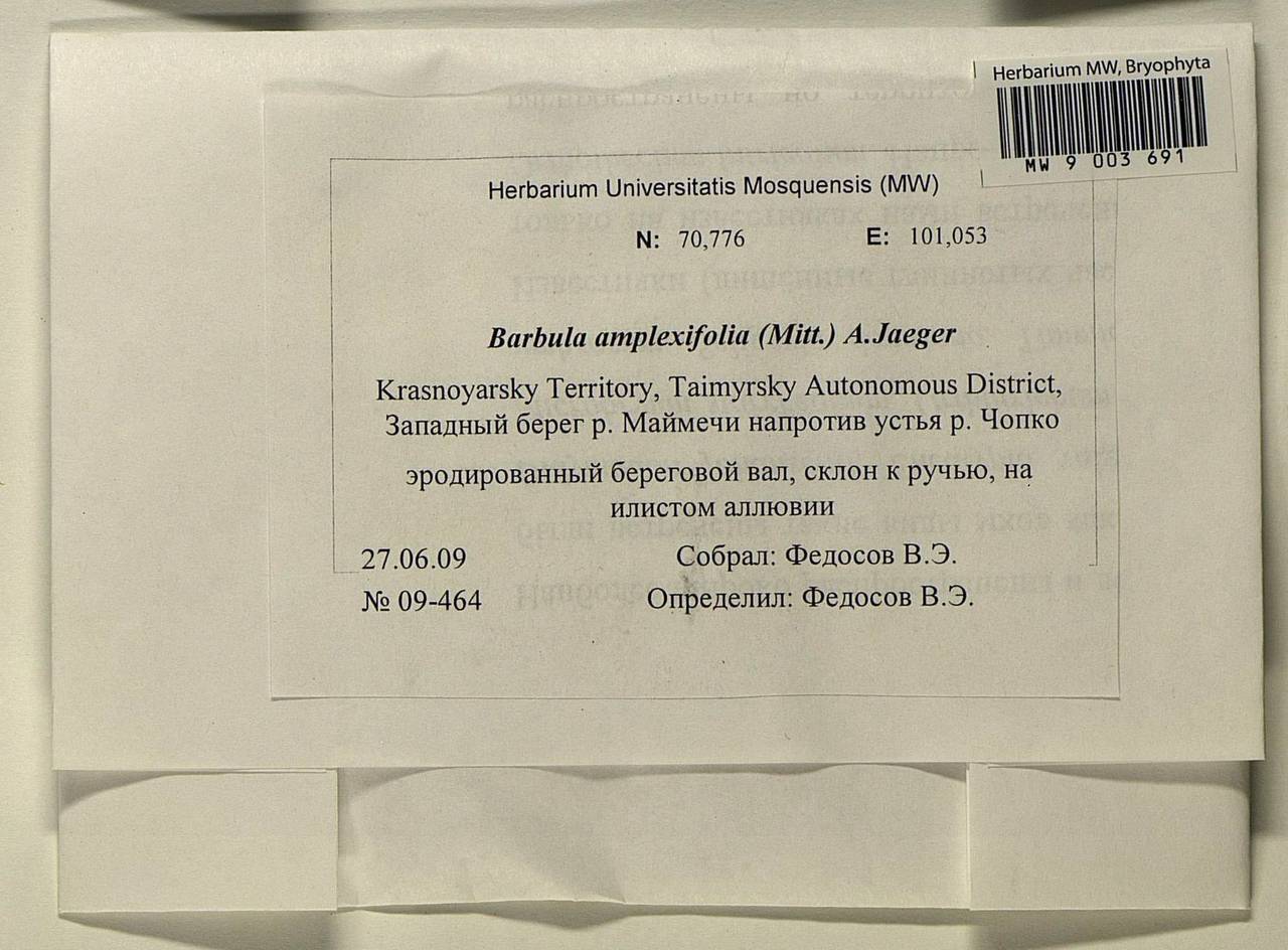 Hydrogonium amplexifolium (Mitt.) P.C. Chen, Bryophytes, Bryophytes - Krasnoyarsk Krai, Tyva & Khakassia (B17) (Russia)