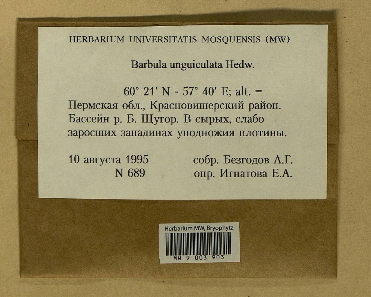 Barbula unguiculata Hedw., Bryophytes, Bryophytes - Permsky Krai, Udmurt Republic, Sverdlovsk & Kirov Oblasts (B8) (Russia)