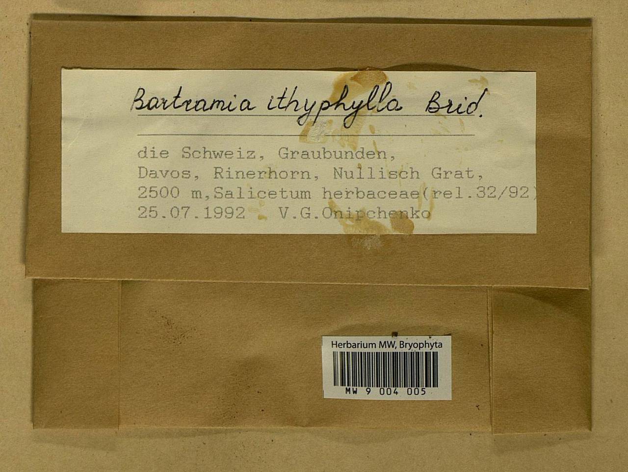 Bartramia ithyphylla Brid., Bryophytes, Bryophytes - Western Europe (BEu) (Switzerland)