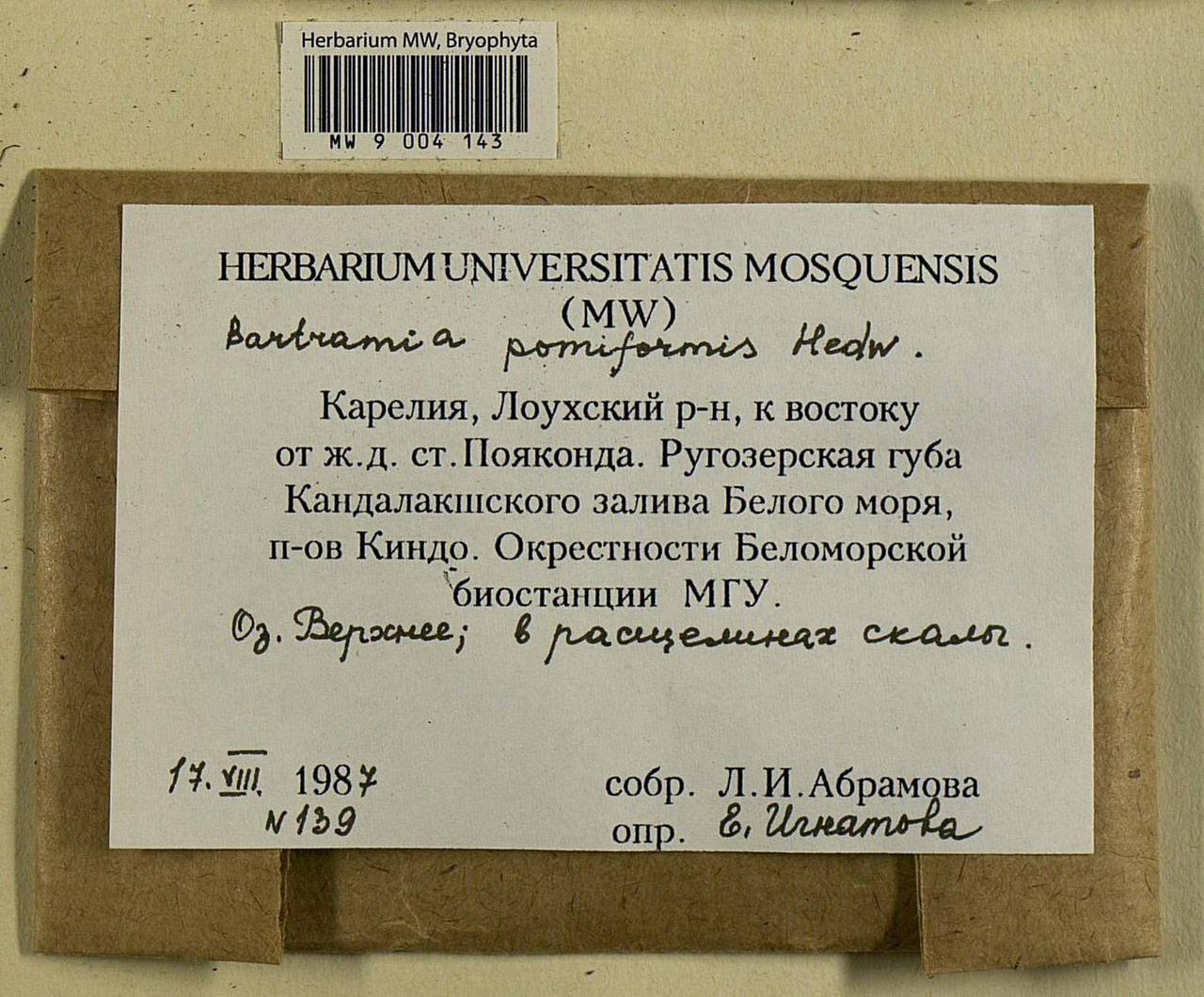 Bartramia pomiformis Hedw., Bryophytes, Bryophytes - Karelia, Leningrad & Murmansk Oblasts (B4) (Russia)