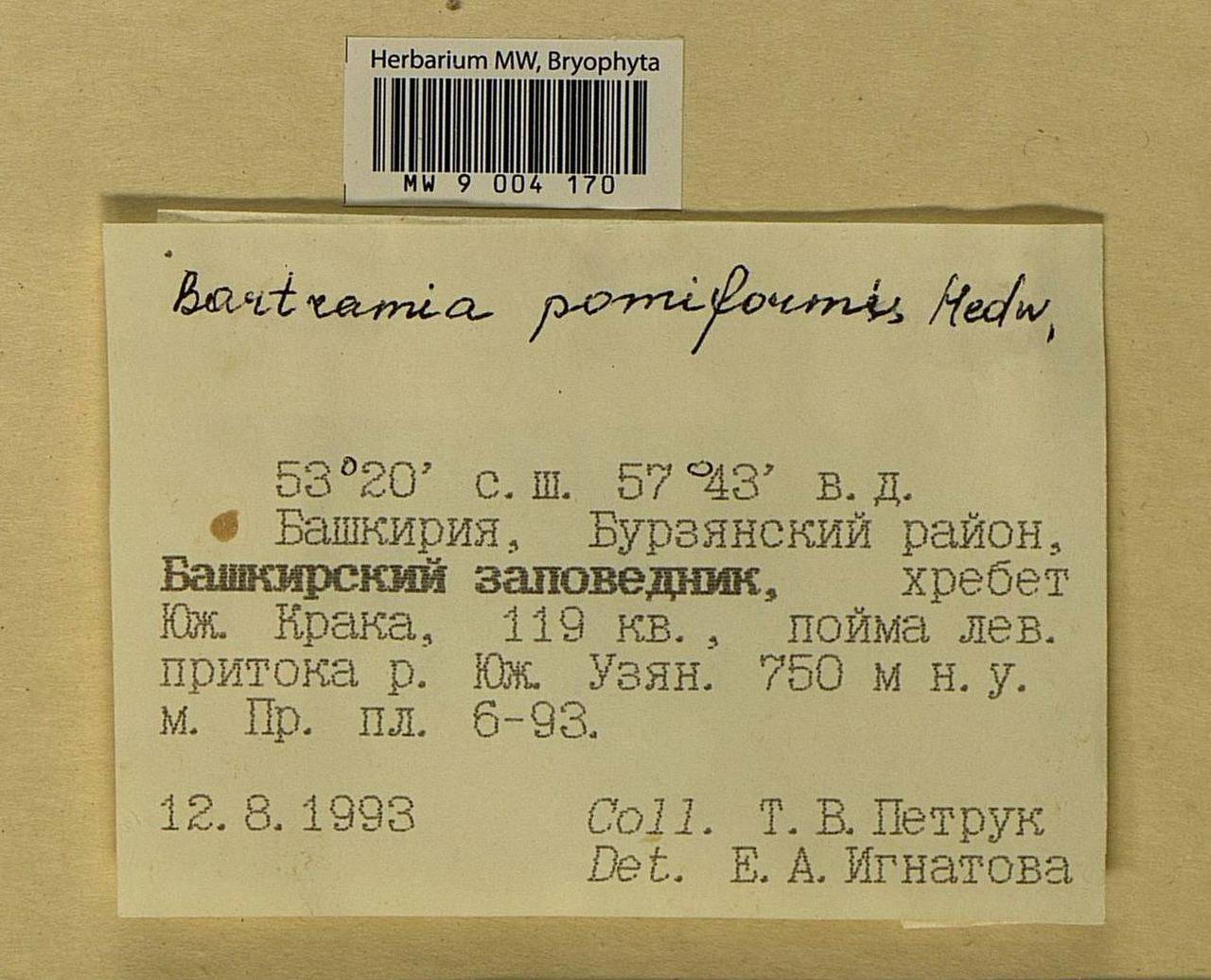 Bartramia pomiformis Hedw., Bryophytes, Bryophytes - South Urals (B14) (Russia)