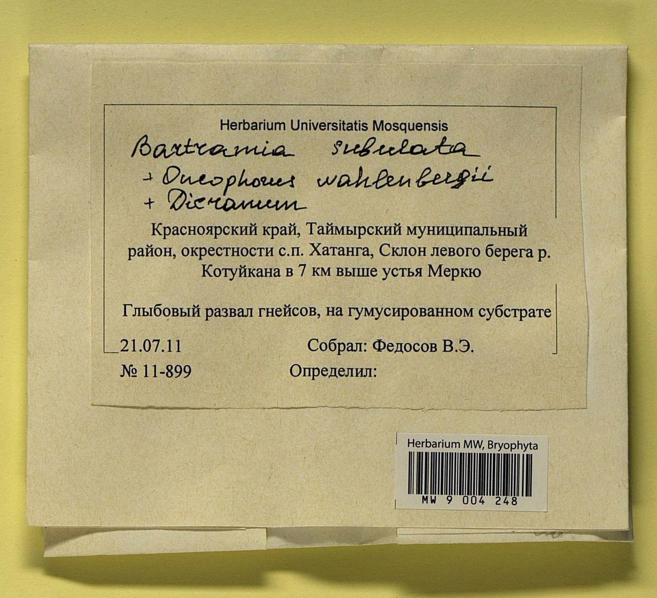 Bartramia subulata Bruch & Schimp., Bryophytes, Bryophytes - Krasnoyarsk Krai, Tyva & Khakassia (B17) (Russia)