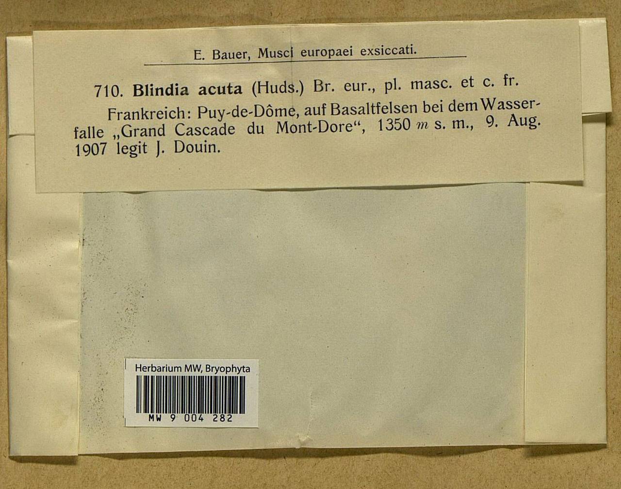 Blindia acuta (Hedw.) Bruch & Schimp., Bryophytes, Bryophytes - Western Europe (BEu) (France)