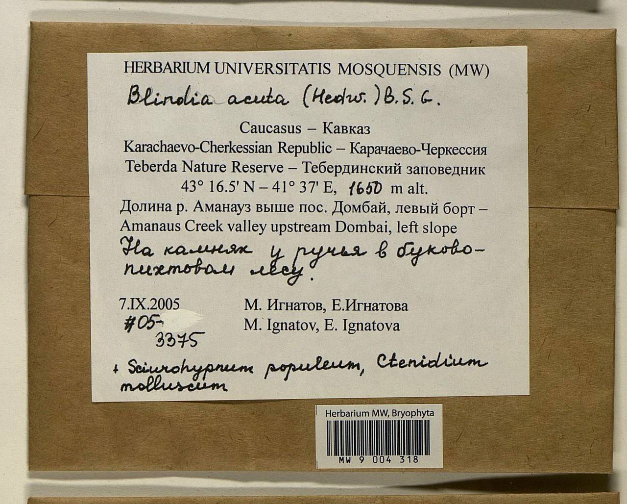 Blindia acuta (Hedw.) Bruch & Schimp., Bryophytes, Bryophytes - North Caucasus & Ciscaucasia (B12) (Russia)