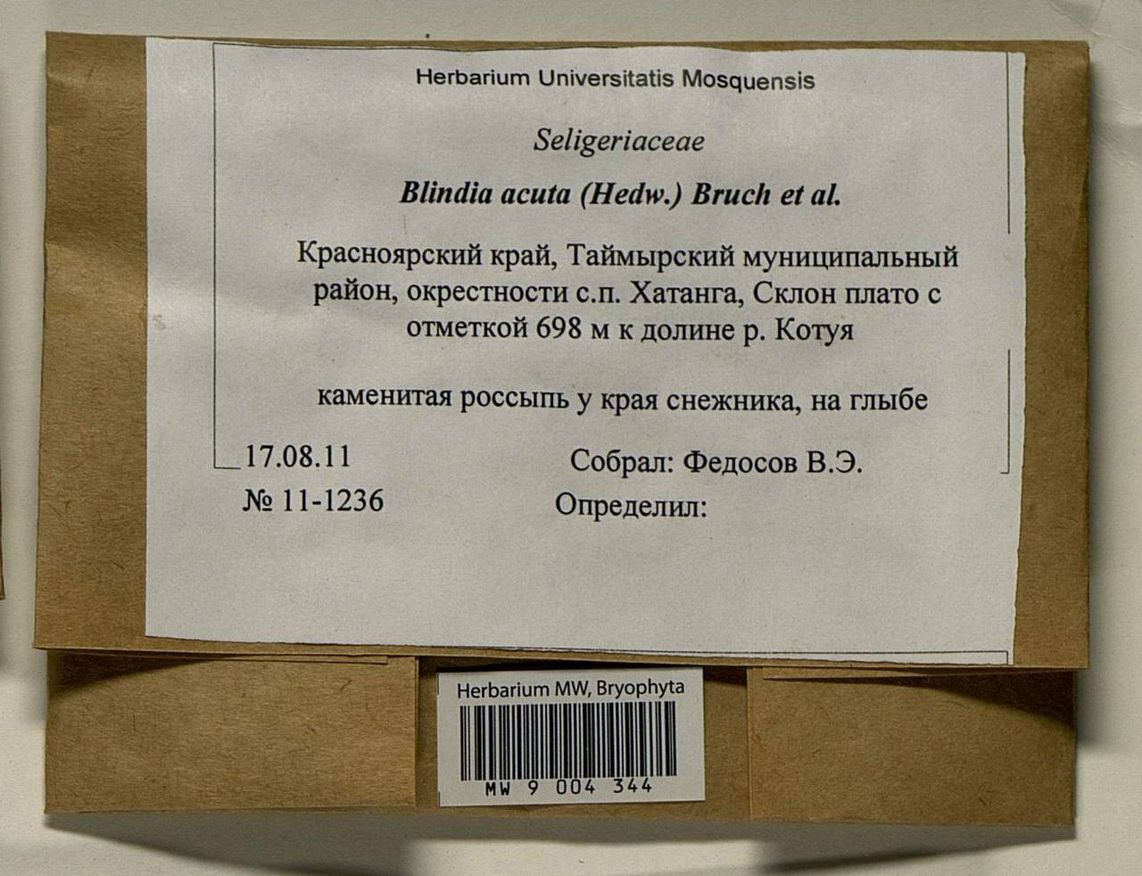 Blindia acuta (Hedw.) Bruch & Schimp., Bryophytes, Bryophytes - Krasnoyarsk Krai, Tyva & Khakassia (B17) (Russia)