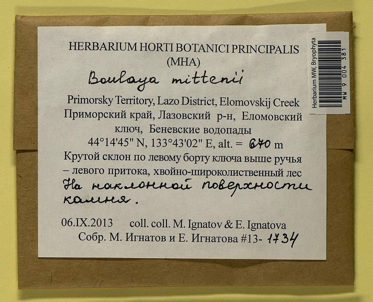 Boulaya mittenii (Broth.) Cardot, Bryophytes, Bryophytes - Russian Far East (excl. Chukotka & Kamchatka) (B20) (Russia)