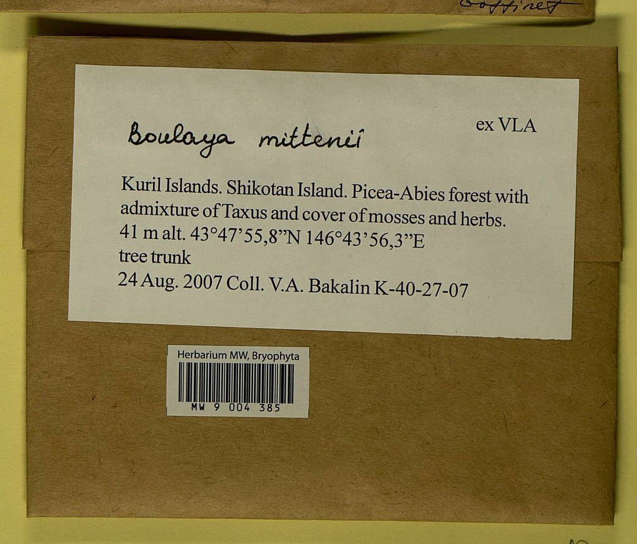 Boulaya mittenii (Broth.) Cardot, Bryophytes, Bryophytes - Russian Far East (excl. Chukotka & Kamchatka) (B20) (Russia)