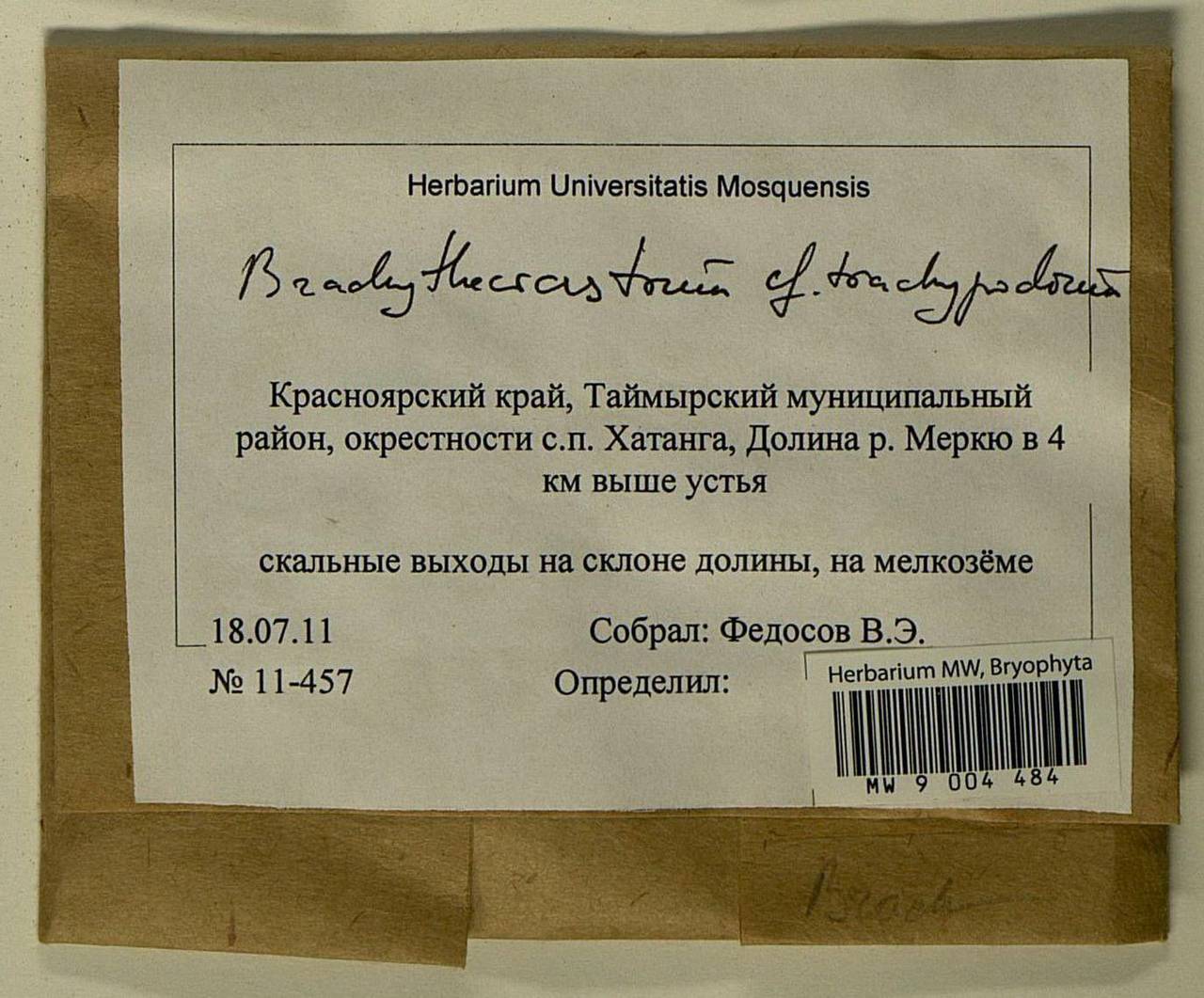 Brachytheciastrum trachypodium (Brid.) Ignatov & Huttunen, Bryophytes, Bryophytes - Krasnoyarsk Krai, Tyva & Khakassia (B17) (Russia)