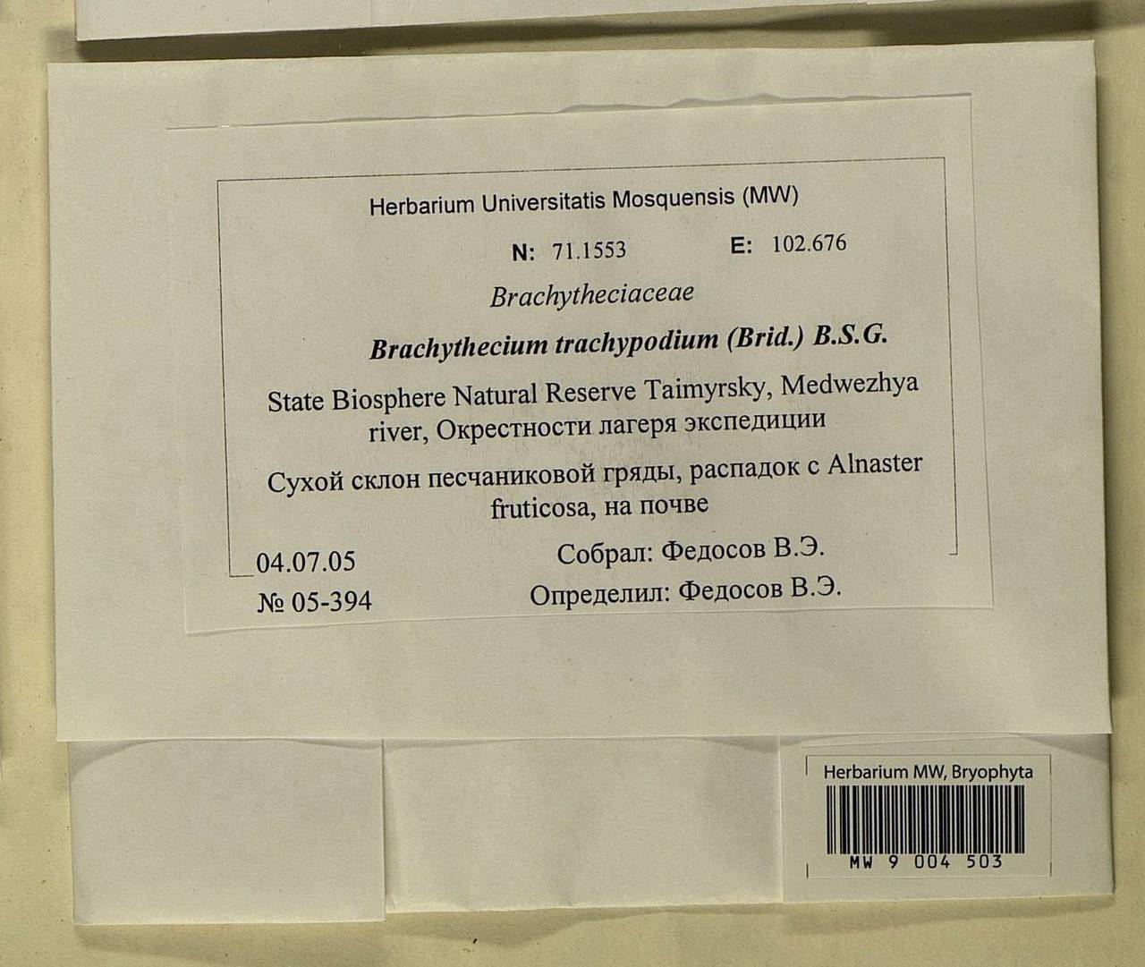 Brachytheciastrum trachypodium (Brid.) Ignatov & Huttunen, Bryophytes, Bryophytes - Krasnoyarsk Krai, Tyva & Khakassia (B17) (Russia)