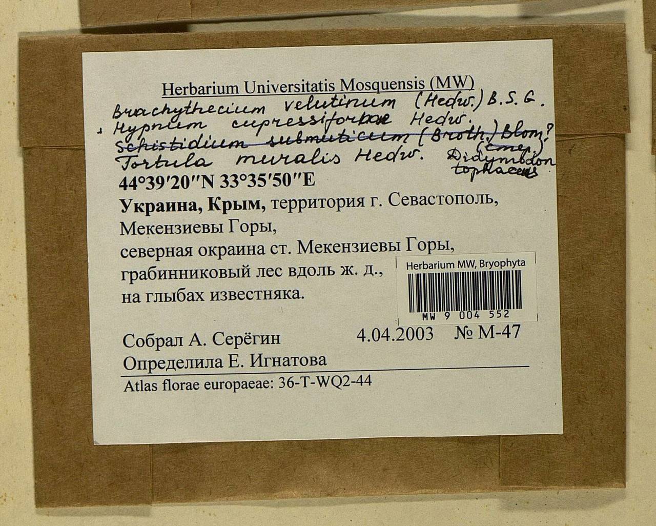 Brachytheciastrum velutinum (Hedw.) Ignatov & Huttunen, Bryophytes, Bryophytes - Crimea (B3a) (Russia)