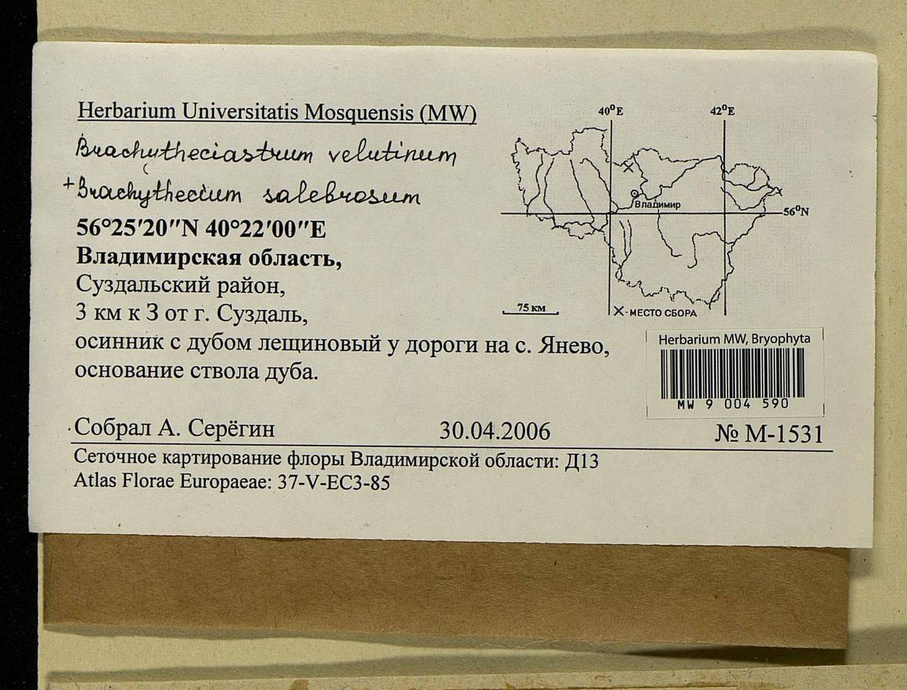 Brachytheciastrum velutinum (Hedw.) Ignatov & Huttunen, Bryophytes, Bryophytes - Middle Russia (B6) (Russia)