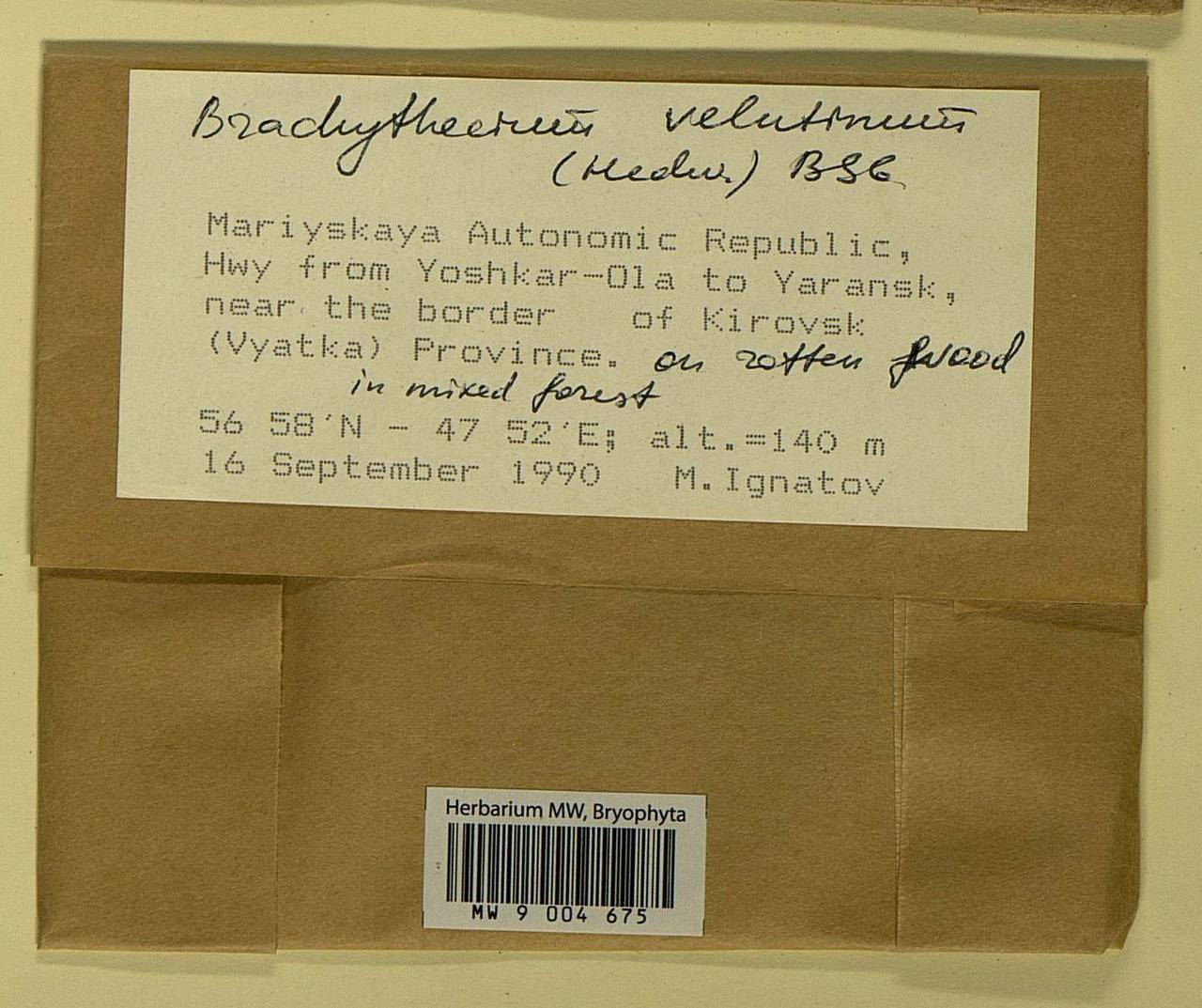 Brachytheciastrum velutinum (Hedw.) Ignatov & Huttunen, Bryophytes, Bryophytes - Middle Volga (B9) (Russia)