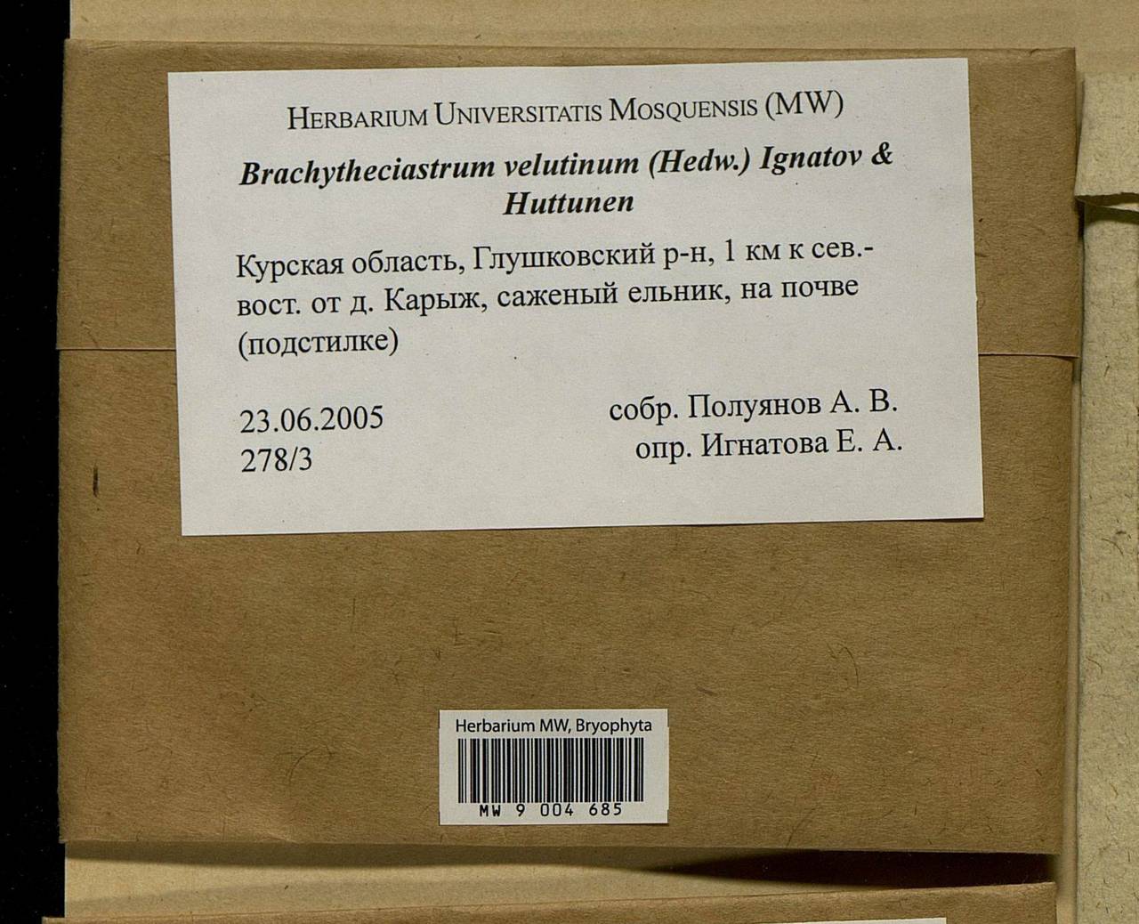 Brachytheciastrum velutinum (Hedw.) Ignatov & Huttunen, Bryophytes, Bryophytes - Central forest-and-steppe region (B10) (Russia)