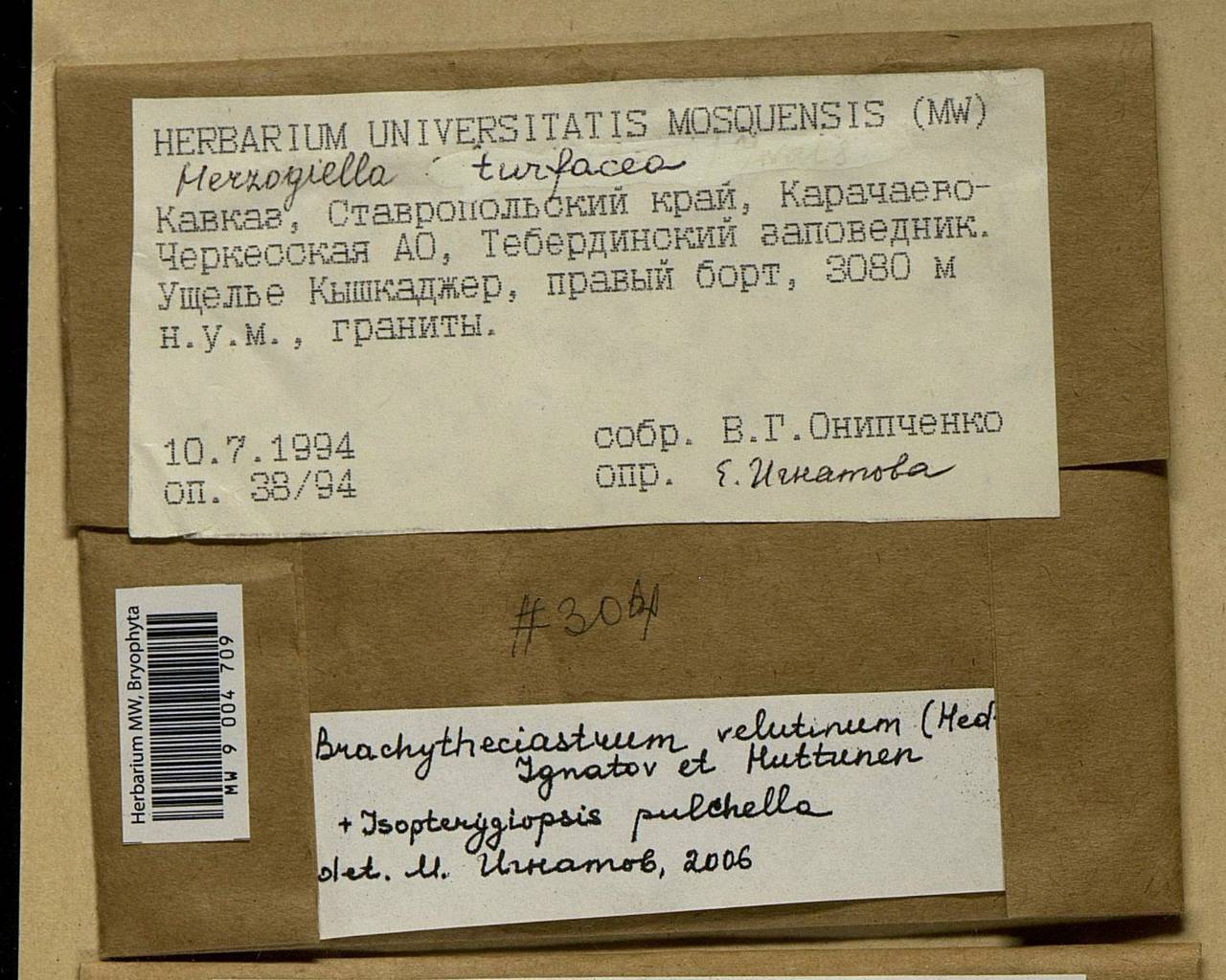 Brachytheciastrum velutinum (Hedw.) Ignatov & Huttunen, Bryophytes, Bryophytes - North Caucasus & Ciscaucasia (B12) (Russia)