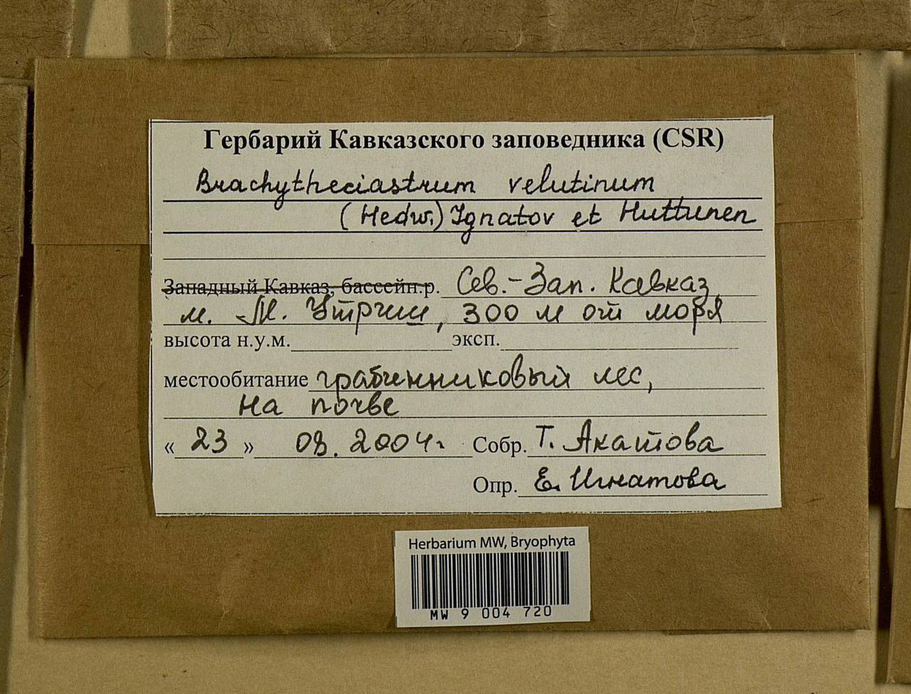 Brachytheciastrum velutinum (Hedw.) Ignatov & Huttunen, Bryophytes, Bryophytes - North Caucasus & Ciscaucasia (B12) (Russia)