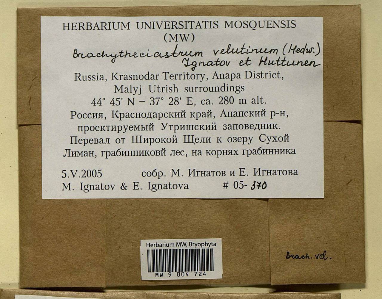 Brachytheciastrum velutinum (Hedw.) Ignatov & Huttunen, Bryophytes, Bryophytes - North Caucasus & Ciscaucasia (B12) (Russia)