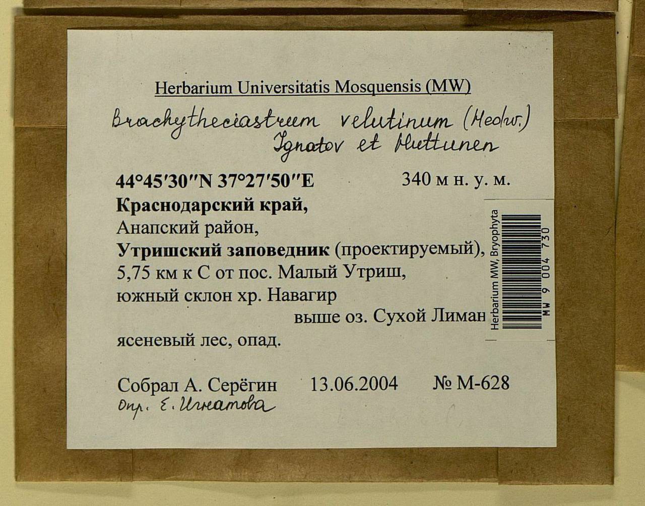 Brachytheciastrum velutinum (Hedw.) Ignatov & Huttunen, Bryophytes, Bryophytes - North Caucasus & Ciscaucasia (B12) (Russia)