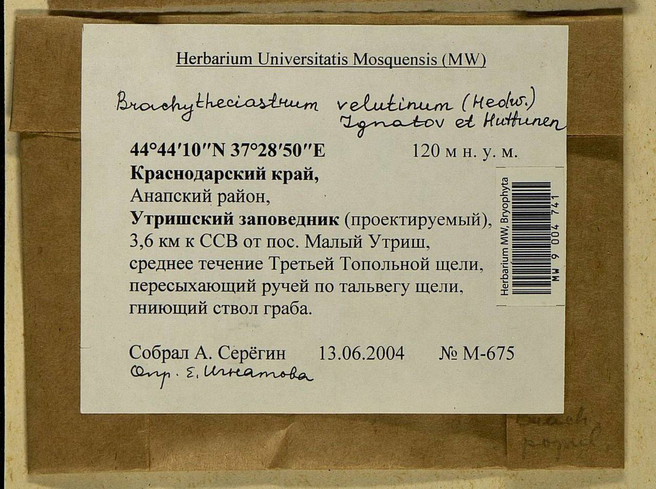 Brachytheciastrum velutinum (Hedw.) Ignatov & Huttunen, Bryophytes, Bryophytes - North Caucasus & Ciscaucasia (B12) (Russia)