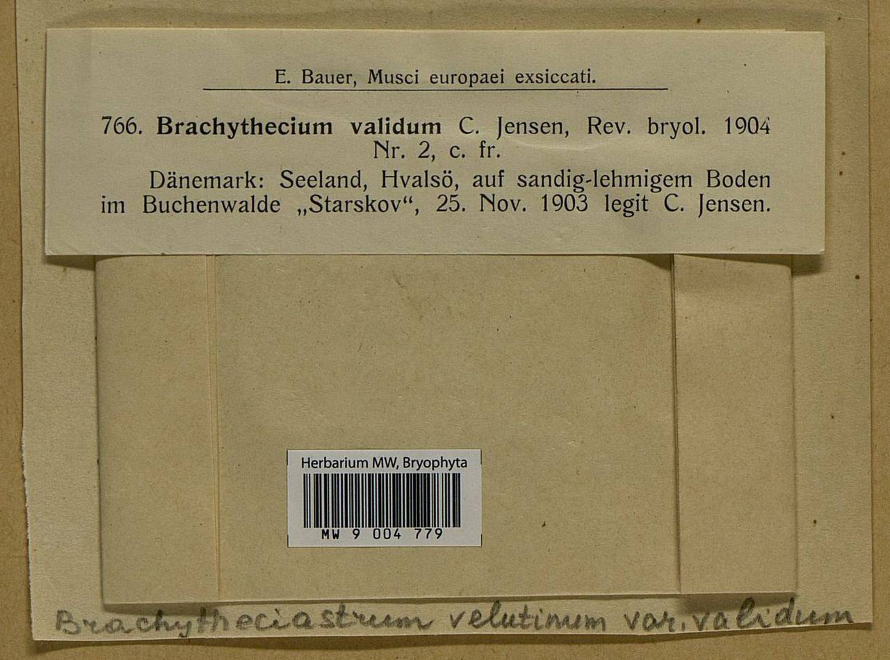 Brachytheciastrum velutinum (Hedw.) Ignatov & Huttunen, Bryophytes, Bryophytes - Western Europe (BEu) (Denmark)