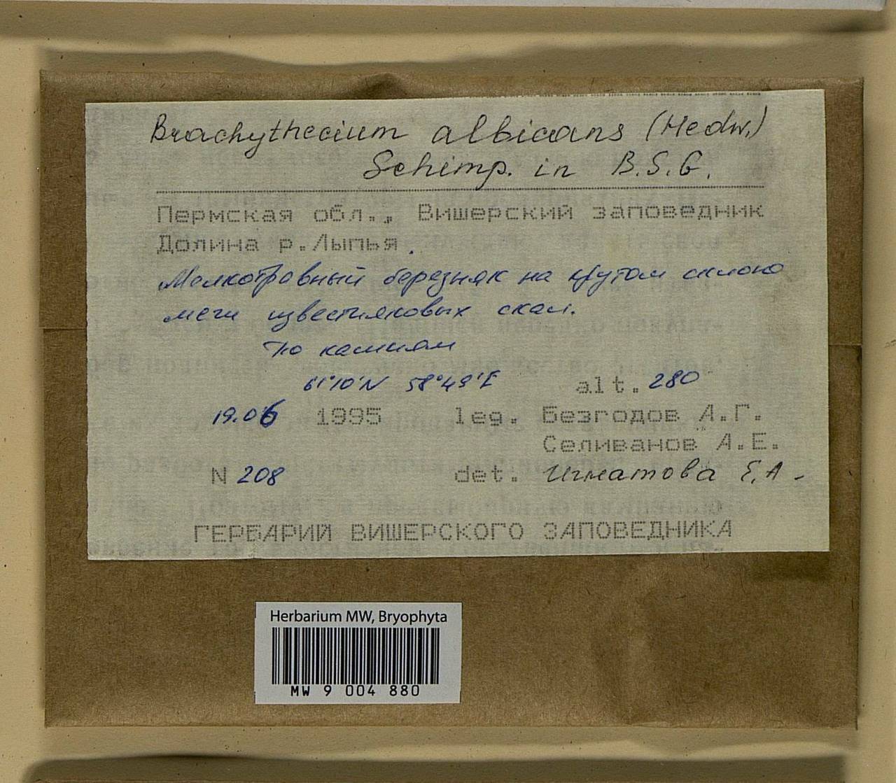 Brachythecium albicans (Hedw.) Schimp., Bryophytes, Bryophytes - Permsky Krai, Udmurt Republic, Sverdlovsk & Kirov Oblasts (B8) (Russia)