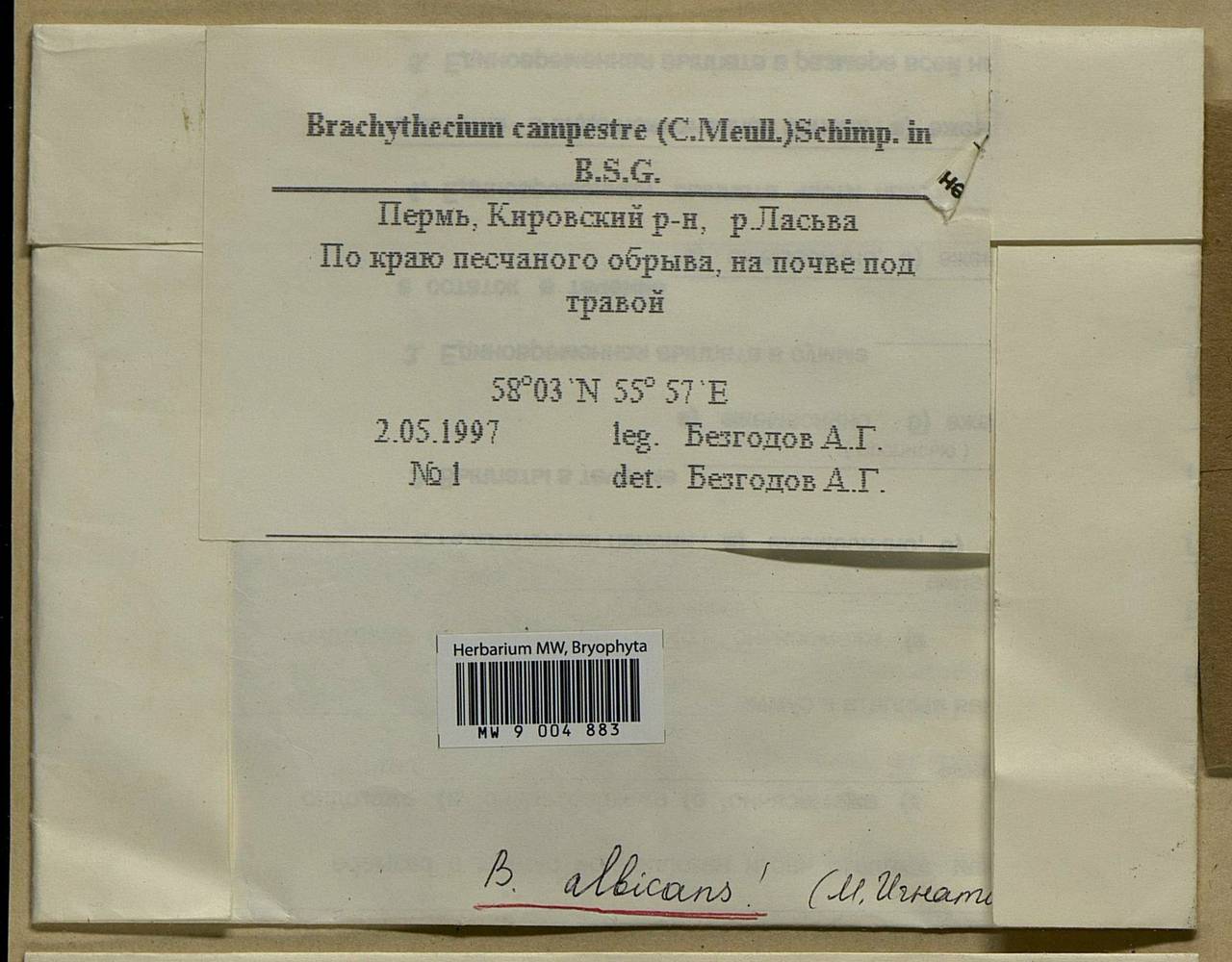 Brachythecium albicans (Hedw.) Schimp., Bryophytes, Bryophytes - Permsky Krai, Udmurt Republic, Sverdlovsk & Kirov Oblasts (B8) (Russia)