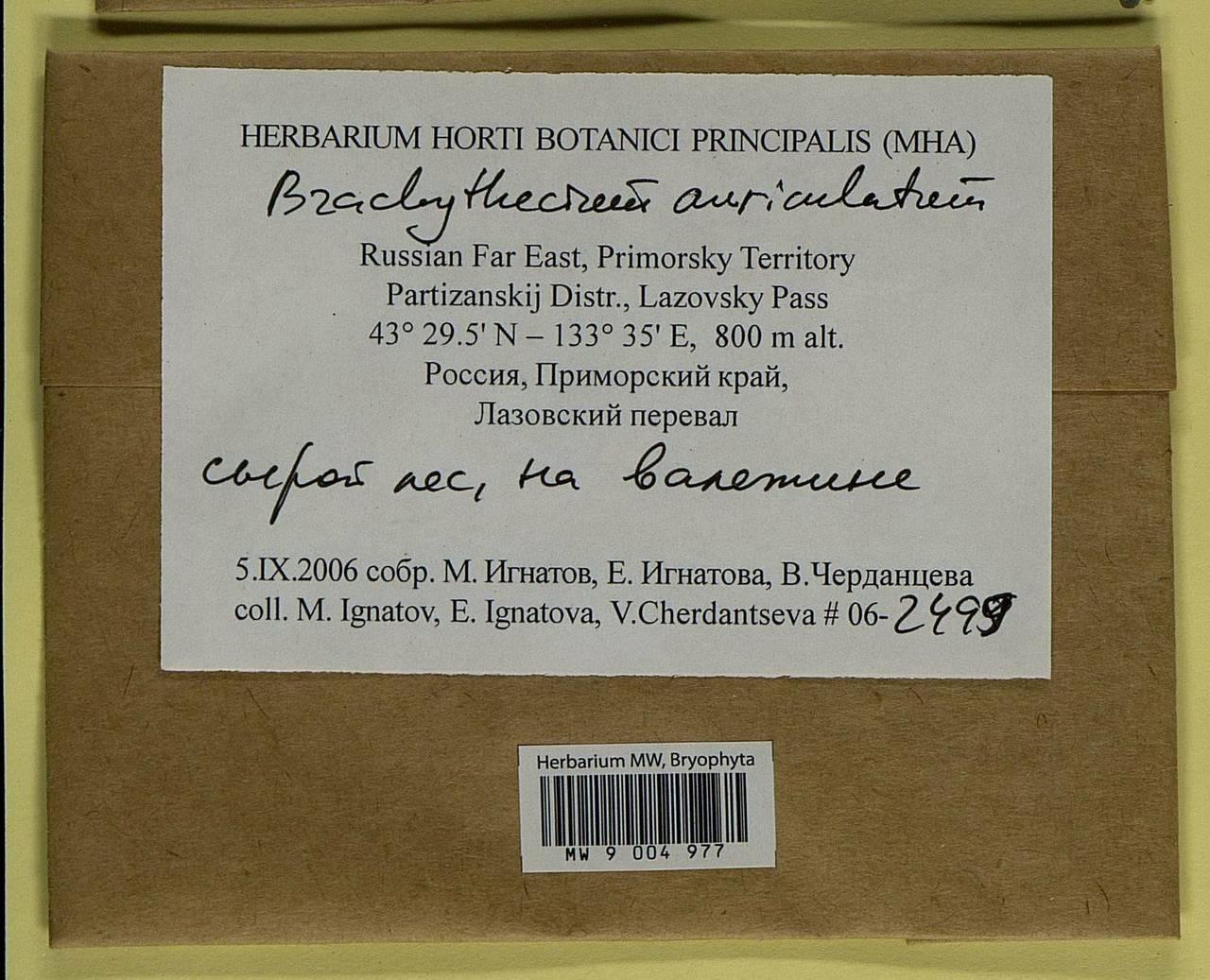 Brachythecium auriculatum A. Jaeger, Bryophytes, Bryophytes - Russian Far East (excl. Chukotka & Kamchatka) (B20) (Russia)