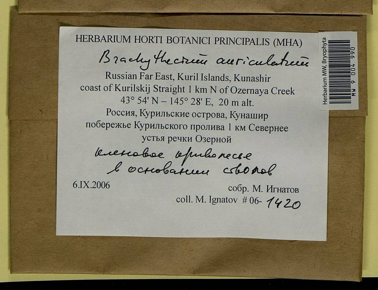 Brachythecium auriculatum A. Jaeger, Bryophytes, Bryophytes - Russian Far East (excl. Chukotka & Kamchatka) (B20) (Russia)